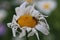 Wilted chamomile flower with crawling ant view from above. Collection of medical herbs autumn passing life aging