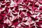 Wilted crimson and burgundy rose petals on white background.