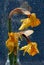 Wilted , dying daffodils in clear glass vase against rain stained window