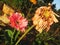 Wilted Gerbera Daisy flowers