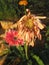 Wilted Gerbera Daisy flowers