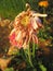 Wilted Gerbera Daisy flowers