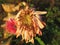 Wilted Gerbera Daisy flowers