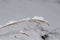 A wilted grass plant covered with snow