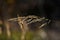 Wilted grass shines in the sun in the autumn season.