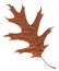 Wilted leaf of an American oak