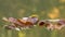 Wilted leaves on the lake water