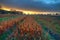 Wilted Lilies on field at sunset