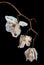 Wilted Orchid Phalaenopsis flower petals