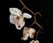 Wilted Orchid Phalaenopsis flower petals isolated on black background