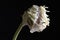 Wilted parrot tulip flower isolated against black