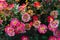 Wilted pink chrysanthemum flowers