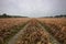 Wilted potato plants