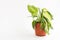 Wilted potted houseplant. Limp dieffenbachia leaf on a white background. Care of indoor plants, problems, parasites, poor care,