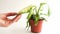 Wilted potted houseplant. A woman`s hand touches a limp dieffenbachia leaf. Care of indoor plants, problems