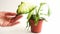 Wilted potted houseplant. A woman`s hand touches a limp dieffenbachia leaf. Care of indoor plants, problems