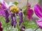 Wilted Purple Daisy with Live Purple Daisies