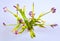 Wilted purple tulips in glass vase against white background