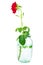 Wilted rose in glass jare isolated on a white