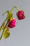 Wilted roses against a grey blue background