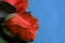 Wilted roses red color on a blue textile background close-up