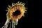 Wilted sunflower