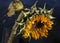 Wilted sunflower