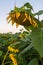 Wilted sunflower at sunrise.