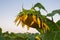 Wilted sunflower at sunrise.