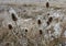 Wilted thistle in a frozen field