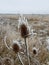 Wilted thistle in a frozen field