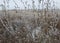 Wilted thistle in a frozen field