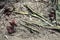 Wilted tulip flower, trampled on the ground. Close-up. The concept of death, aging, decline. Decadence