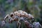 Wilted umbel of a wild angelica