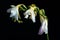 Wilted white freesia on black background