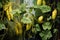 wilted and yellowing cucumber vines