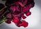 Wilting Closeup of Red Rose Petals
