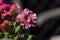 wilting dark pink petunia flowers with blurred background