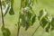 Wilting dogwood tree leaves