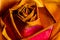 Wilting Fall Colored Rose in a drying fall Bouquet