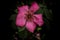 Wilting pink California rose