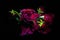 Wilting purple roses with black background