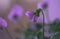 Wilting purple Viola flower