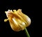 Wilting tulip