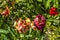 Wilting, variegated multi-colored large-headed spring tulips in the garden among other plants