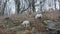Wiltshire horn sheep grazing on steep hillside