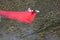 Winchester, CA USA - June 14, 2020: Cal Fire aircraft drops fire retardant on a dry hilltop wildfire near Winchester, California