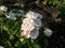 \\\'Winchester Cathedral\\\' English Shrub Rose Bred By David Austin blooming with medium-sized, white