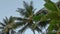 wind, banana trees, coconut trees, vatta tree in blue hour