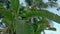 wind, banana trees, coconut trees, vatta tree in blue hour